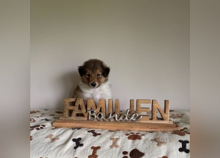 Wundervolle Collie-Welpen aus liebevoller VDH-Zucht suchen ein liebevolles Zuhause