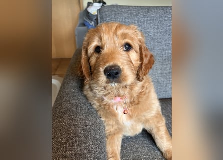 Goldendoodle mini Medium Doodle Abgabe an Pfingsten