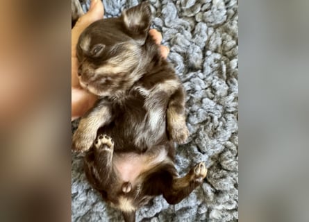 Wir haben aktuell Welpen. 2 Chihuahua Mädels