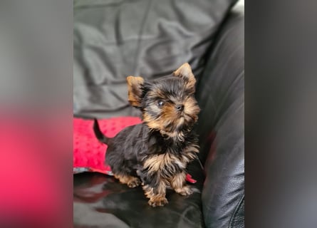Yorkshire-Terrier Welpen,  reinrassig mit Ahnentafel sofort abgabebereit