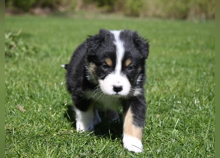 extrem hübsche , bestens sozialisierte Australian Shepherd Welpen aus kontollierter Zucht