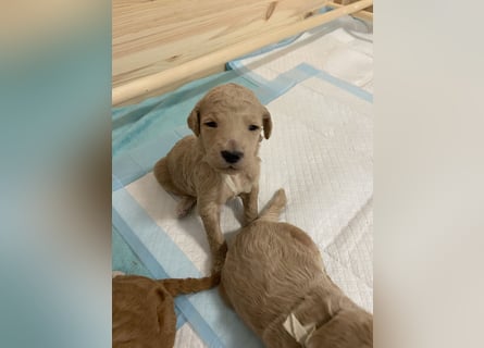 Goldendoodle F1bb Welpen -Liebevoll aufgezogen!