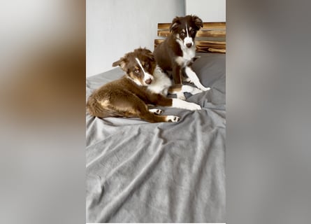 1 kleine Australian Shepherd Hündin( Welpe) braun/redtri (Minimix/Reinrassig)+ Gesundheitszeugnis