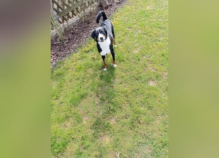 Appenzeller Sennenhund reisrassig