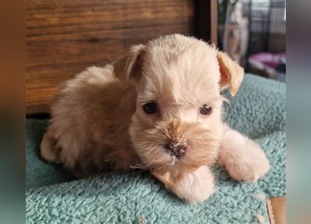 American Schnauzer