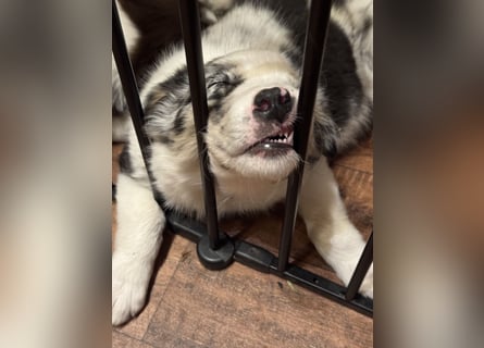 Reinrassige Bordercollie