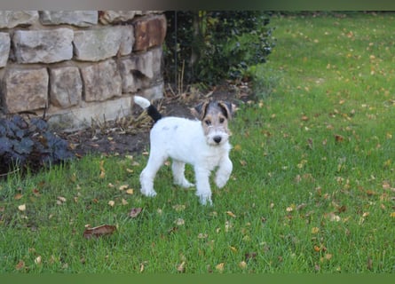 Foxterrier Rüde 3 Monate.