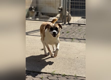 Die liebenswerte BOUNTY sucht ihr Zuhause!
