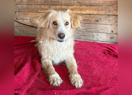 ❤️ unser Sonnenschein PANNI - 3,5 Jahre, 40cm/12kg - kleine Mischlingshündin