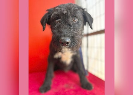 knuffiger kleiner THEO - 8 Monate, 40cm/9kg - Schnauzer-Mix
