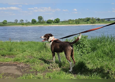 Cayo, 5 Jahre, sucht kompetentes Zuhause