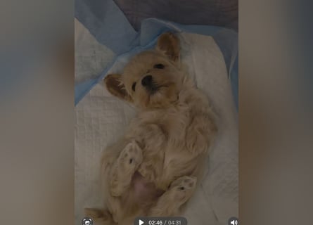 Maltipoo Welpen Rüde