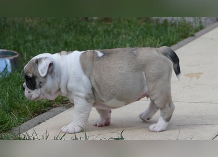 Zuckersüße Freiatmige Bulldoggenwelpen