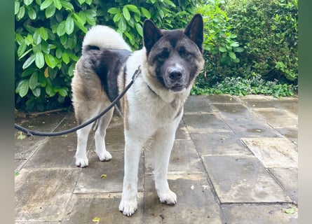 Kendo - ruhiger, ausgeglichener Familienhund - Tierhilfe Franken e.V.