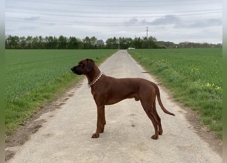 Rhodesian Ridgeback Dark Wheaten
