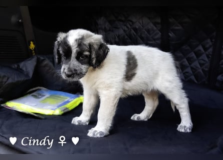 Cecilia, Cindy und Carla suchen ab Mitte Juli ein Zuhause