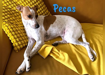 Pecas 05/2022 (in Deutschland) - frech, klug und bereit fürs Abenteuer!