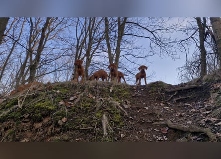 Magyar Vizsla Welpen suchen ab Mitte März ein neues liebevolles Zuhause