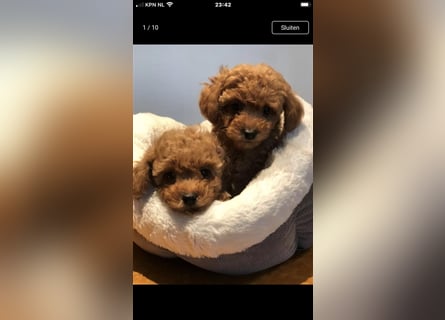 Sehr schöne und gesunde Maltipoo Welpen