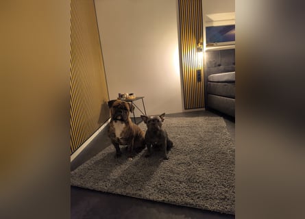 Wundervolle Bulldoggen-Welpen suchen ihr Für-Immer-Zuhause!