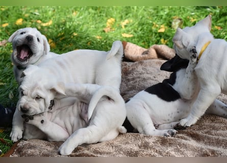 Shar-Pei x Labrador Mix Welpe Frenchy stellt sich vor......