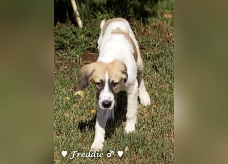 Felix und Freddie suchen absofort ein Zuhause
