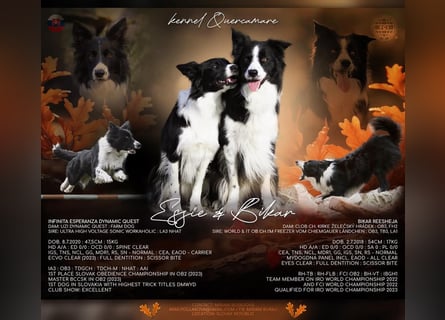 Border collie