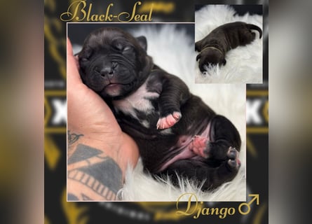 Kingzbullys Classic Edition/American Bully Classic