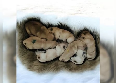 Liebenswerte Golden Retriever Hündin *Welpe* sucht noch eine liebevolle Familie