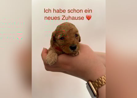 Wunderschöne reinrassige Toy- und Zwergpudelwelpen suchen ein liebevolles Zuhause