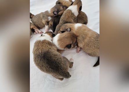 Colliewelpen englische Langhaar