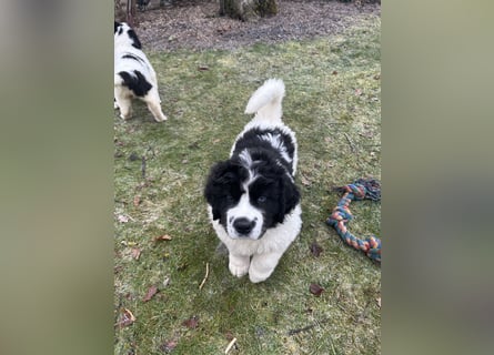 LANDSEER WELPEN mit FCI papieren