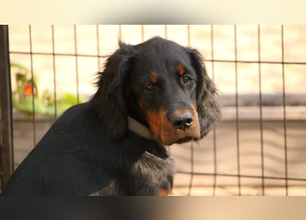 2 liebenswerte Gordon Setter aus Liebhaberzucht suchen Kuschelpartner