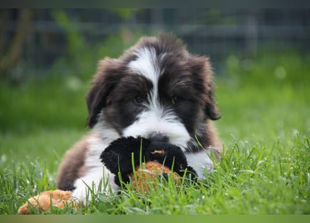 Bearded Collie Welpen, wir sind bereit für die Welt!