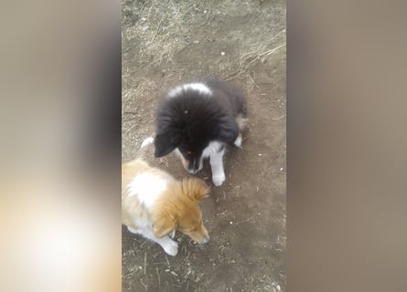 Colliewelpe - eine kleine Lady sucht noch ein  Zahause