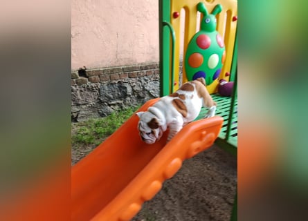 Englische Bulldogge Welpen mit FCI Papiere
