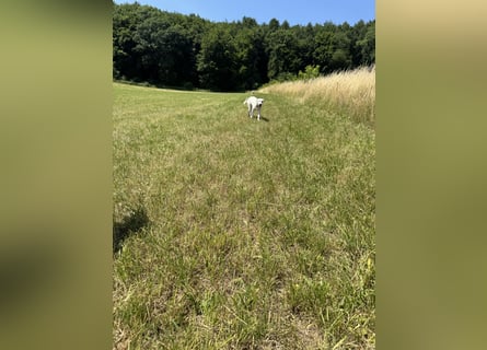 Welpen Akbas Schäferhund