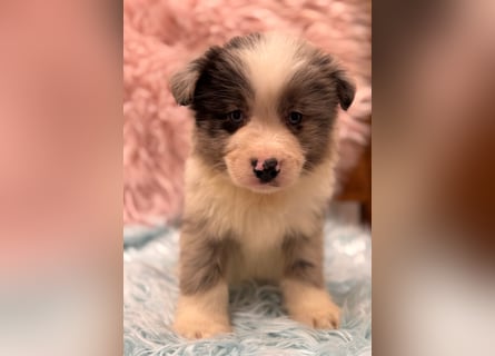 Tolle kleine Mini Australian Shepherd Welpen suchen Ihre Herzenfank