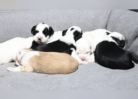 traumhaft hübscher Tibet Terrier Welpen aus erfahrender Zucht  sind geboren dürfen im Juni ausziehen