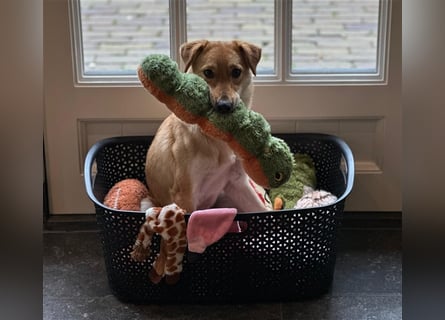 Lexie - Unser liebevolles Energiebündel und Kuschelmonster