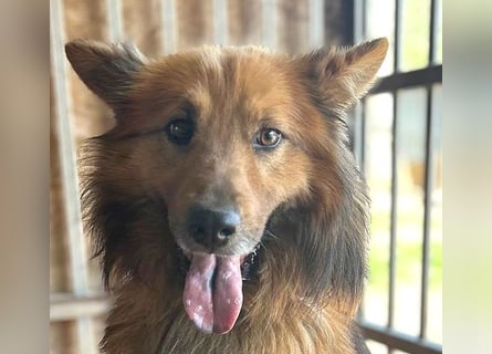 ❤️ superlieber ALFI - 1,5 Jahre, 46cm/16kg - Mischling