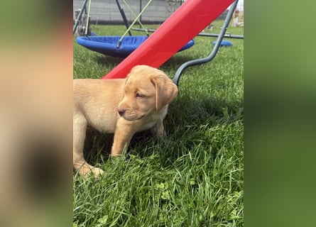 Labrador Welpen mit Ahnentafel