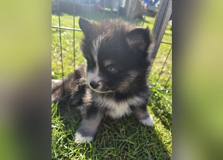 Zauberhafte Pomsky Welpen suchen ihr neues Zuhause! (ab 22.05.2025)