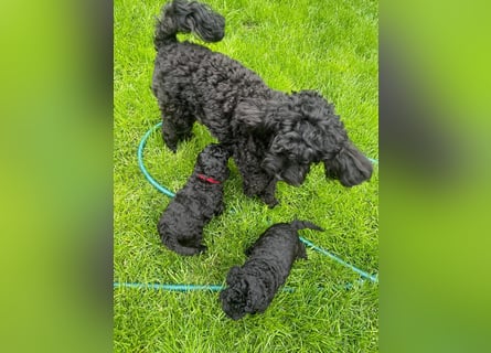 Wunderschöne Cockapoo/Cockerpoo Welpen
