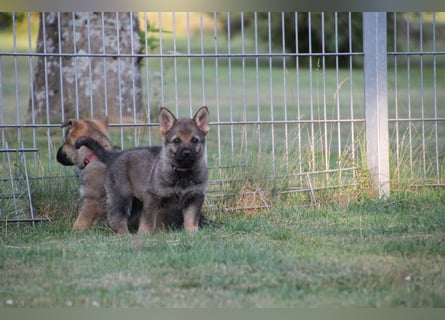 Schäferhund Welpen mit VDH Ahnentafel