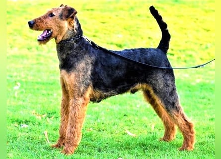 Airedale Terrier