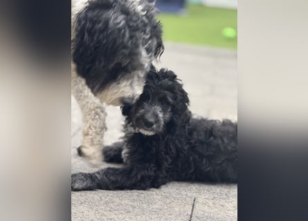Genau ich suche ein Körbchen für immer bin der letzte aus dem Wurf