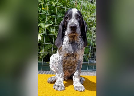 Braque d'Auvergne (Auvergne Vorstehhund) Welpe