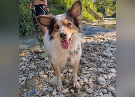 Axel - sanft, fröhlich, liebevoll mit Hund und Mensch - ein Traumtyp
