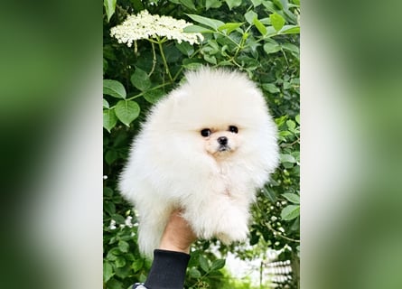 Pomeranian Zwergspitz